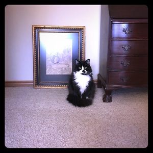 Meet your Posher, Molly